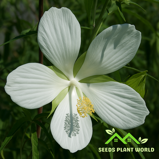 5 Hibiscus Coccineus Alba Seeds – Rare White Texas Star Hibiscus