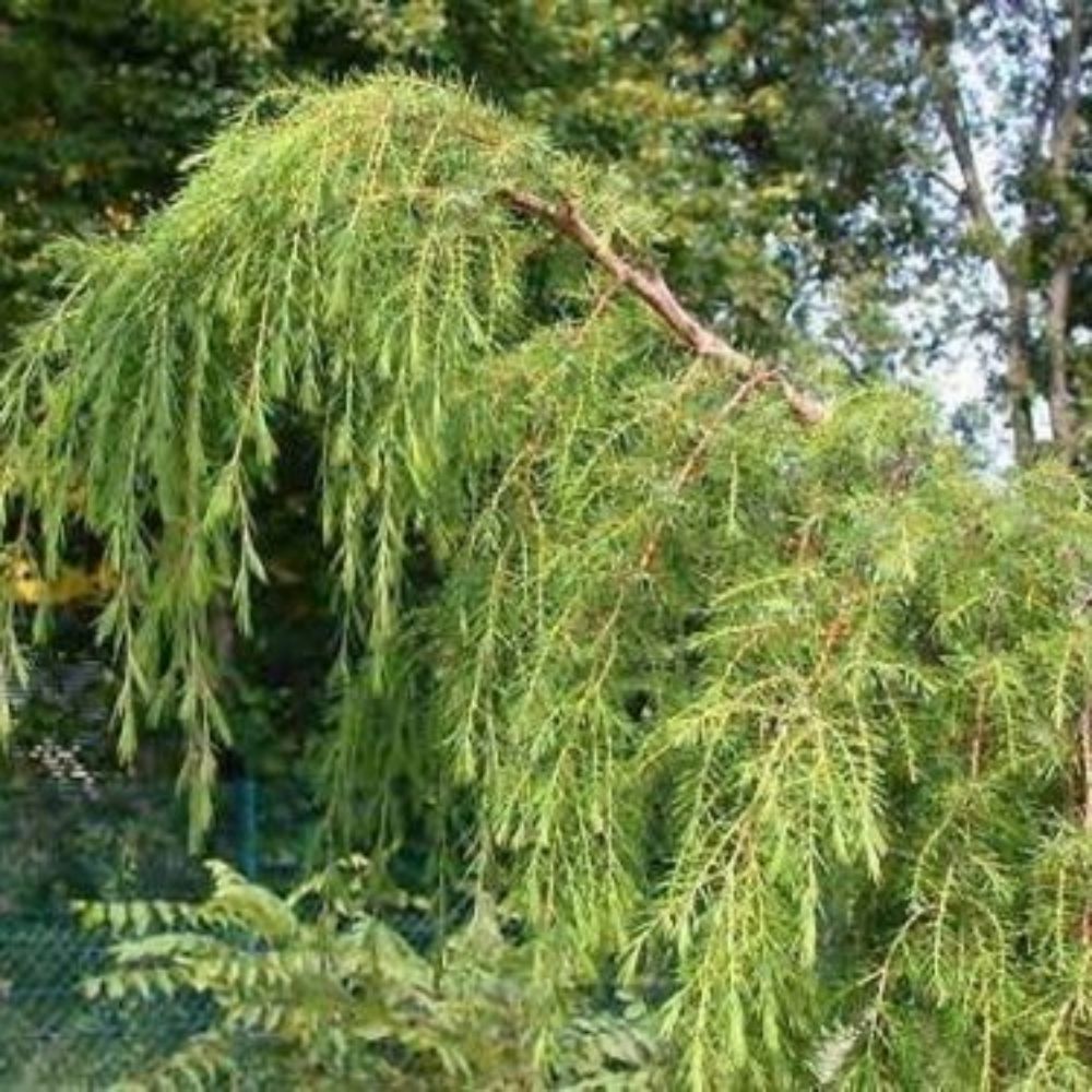 10 Juniperus Rigida Weeping Temple Juniper Seeds For Planting | www.seedsplantworld.com