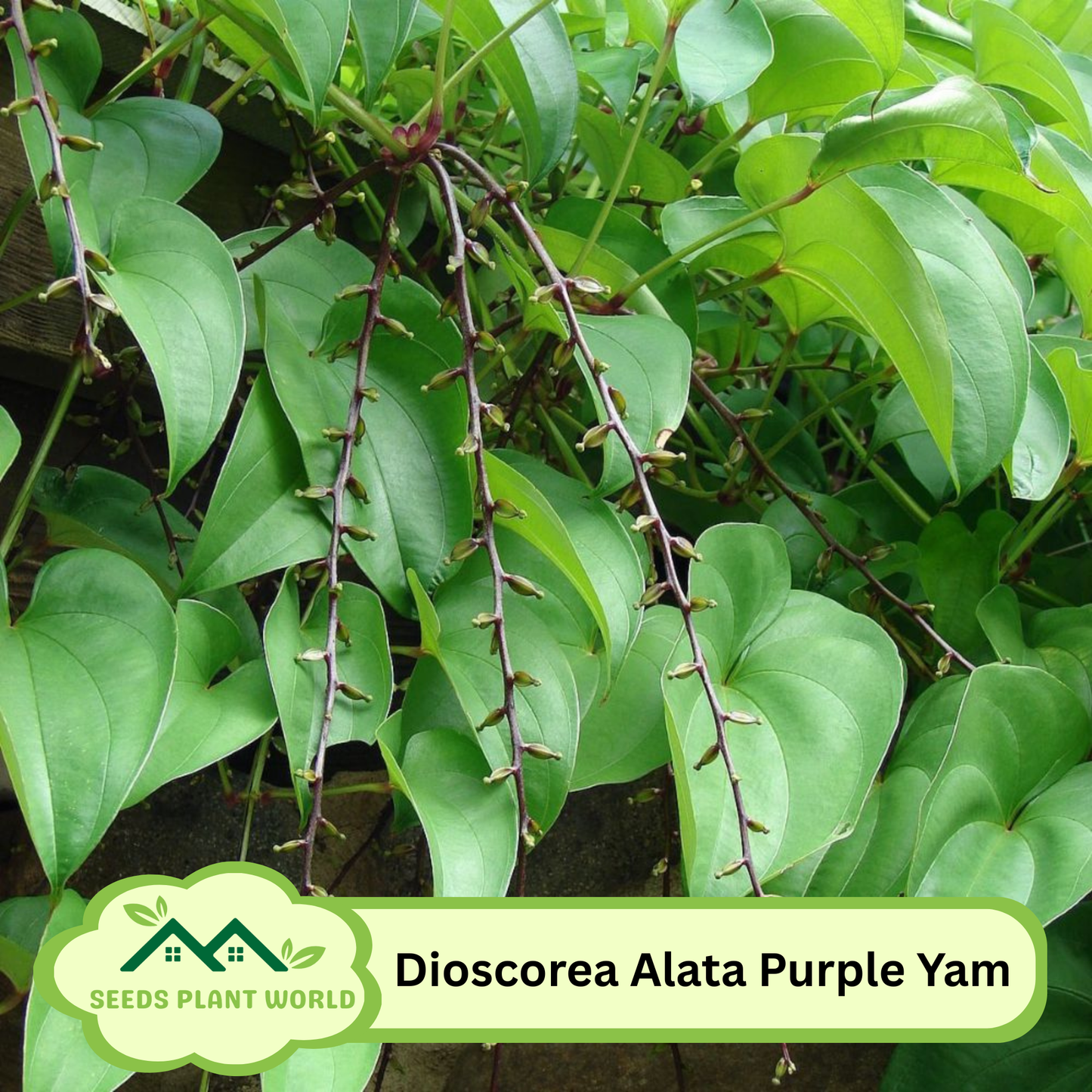 5 Purple Yam Seeds (Dioscorea Alata) – Nutritious Tropical Tuber