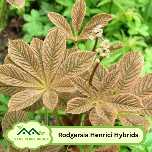 5 Rodgersia Henrici Hybrids Unusual Perennial Seeds For Planting
