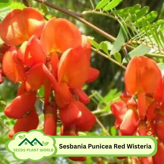 5 Sesbania Punicea Red Wisteria Red Seeds For Planting