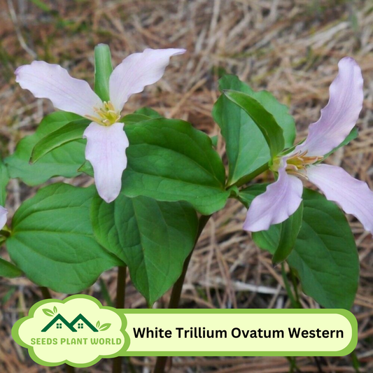 5 Trillium Ovatum Western White Trillium Seeds For Planting