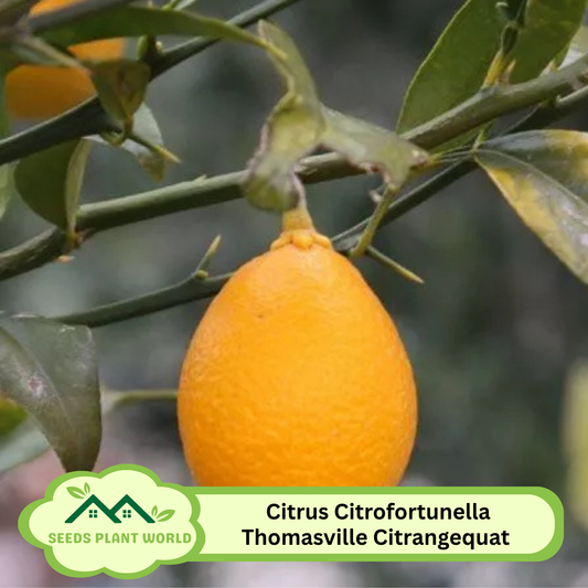 5 Citrus Citrofortunella Thomasville Citrangequat Cold Hardy Fruit Seeds For Planting