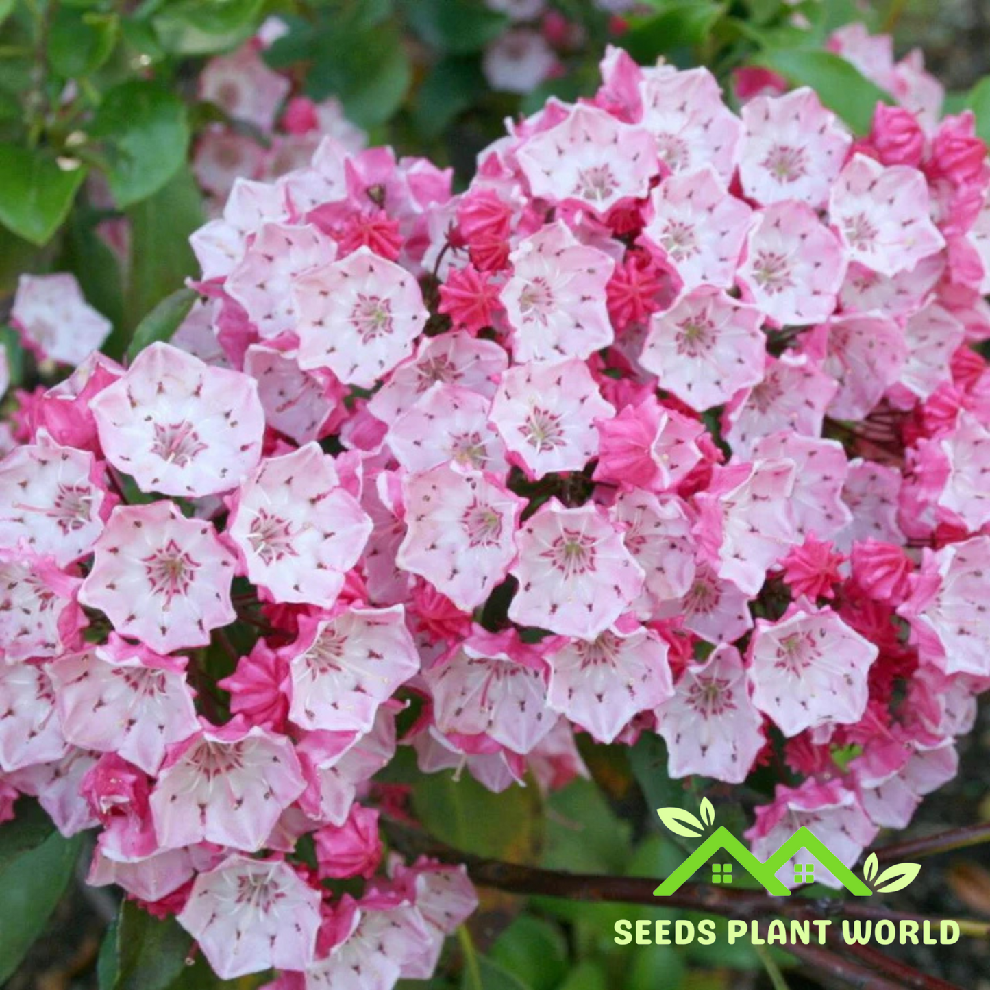 10 Kalmia Latifolia Seeds – Rare Mountain Laurel Flowering Shrub