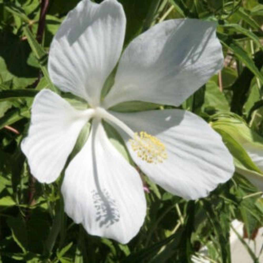 5 Hibiscus Coccineus Alba White Texas Star Hibiscus Seeds For Planting | www.seedsplantworld.com