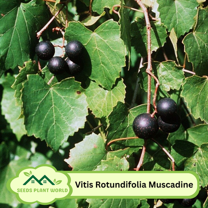 5 Muscadine Grape Seeds (Vitis Rotundifolia) – Native Southern Fruit