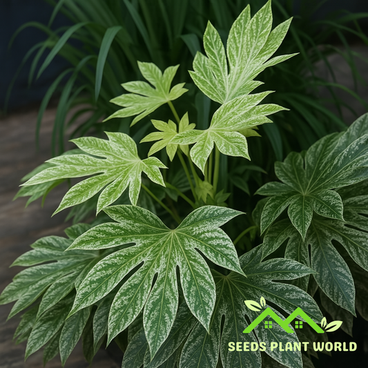 5 Fatsia Japonica Spiders Web Japanese Aralia Seeds For Planting