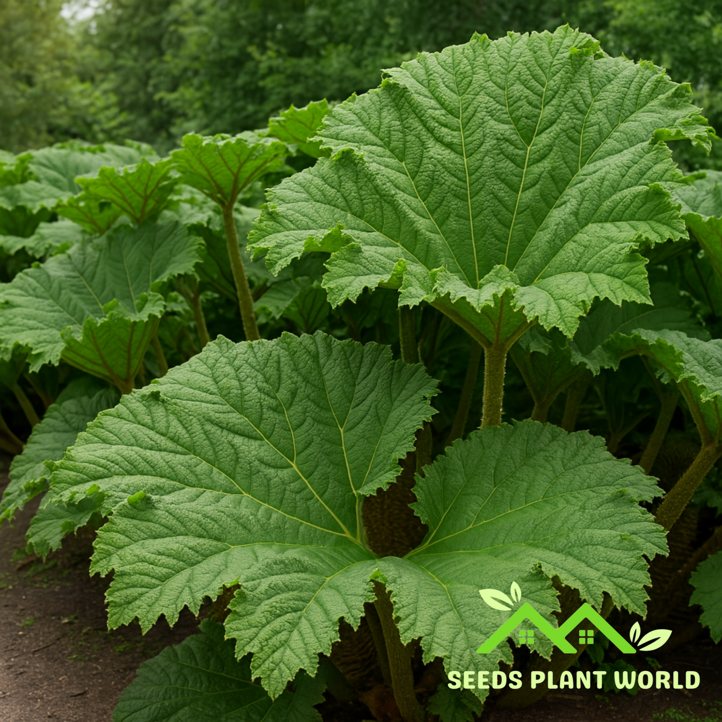 5 Gunnera Manicata Giant Umbrella Plant Seeds For Planting