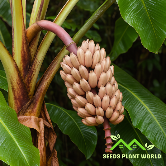 5 Musa Argentii Rare Hardy Banana Fruit Seeds For Planting