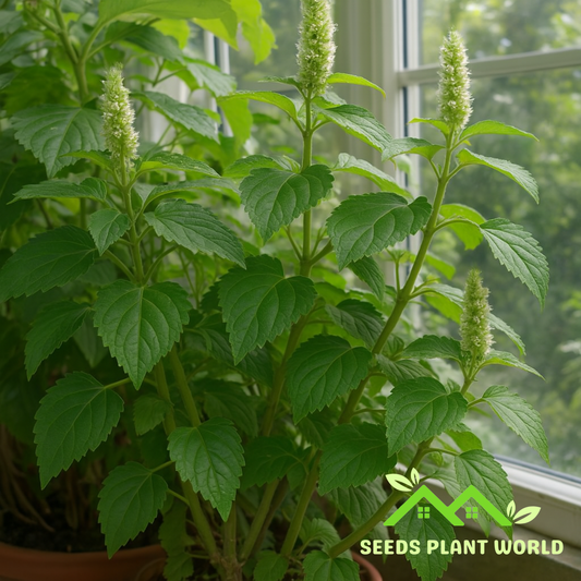 5 Pogostemon Heyneanus Indian Patchouli Herb Seeds For Planting