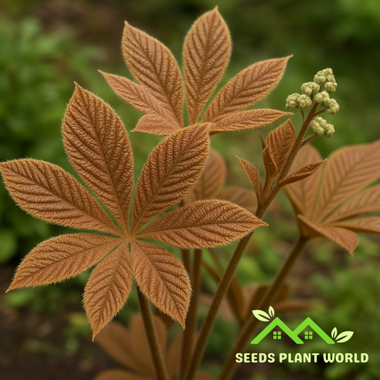 5 Rodgersia Henrici Hybrids Unusual Perennial Seeds For Planting