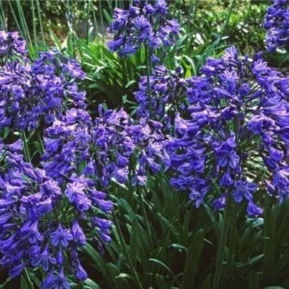 5 Agapanthus Headbourne Hybrids Cold Hardy Lily Of The Nile Seeds For Planting | www.seedsplantworld.com