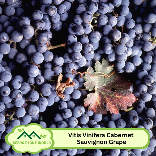 5 Cabernet Sauvignon Seeds (Vitis Vinifera) – Elite Wine Grape Variety