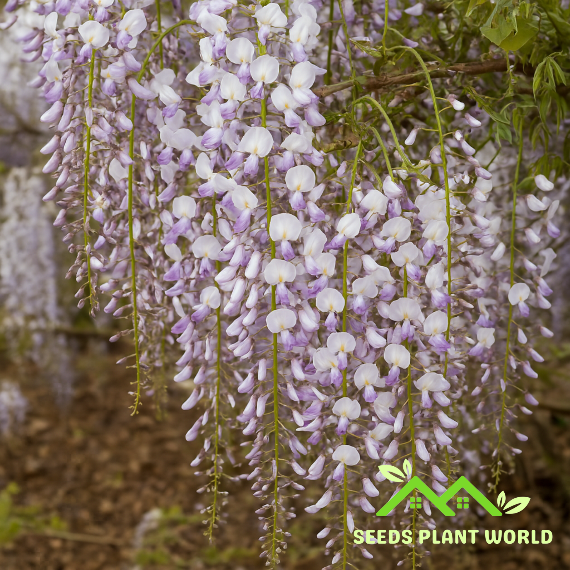 purple wisteria flower seeds 5 Kimono Wisteria Vine Climbing Flower Perennial Seeds
