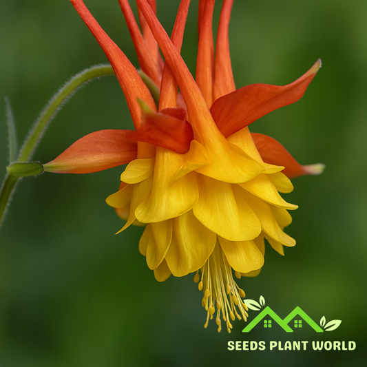 50 Double Orange Yellow Columbine Flower Flowers Bloom Perennial Seeds