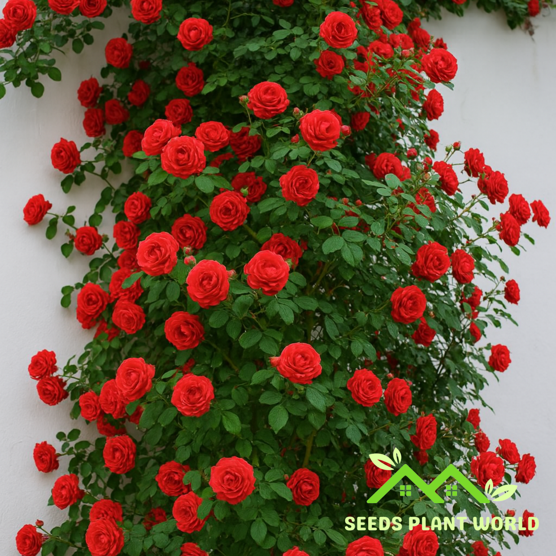 red rose seeds 10 Climbing Red Rose Flower Bush Bloom Shrub Flowering Perennial Seeds