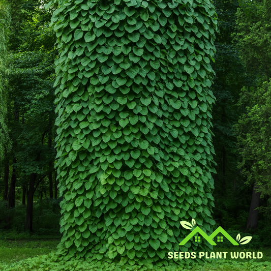 5 Aristolochia Durior Dutchmans Pipe Vine Seeds For Planting