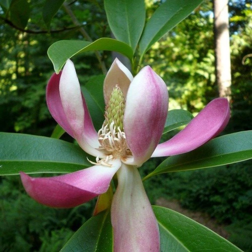 5 Magnolia Insignis (Manglietia) Evergreen Fragrant Flowers Seeds For Planting | www.seedsplantworld.com