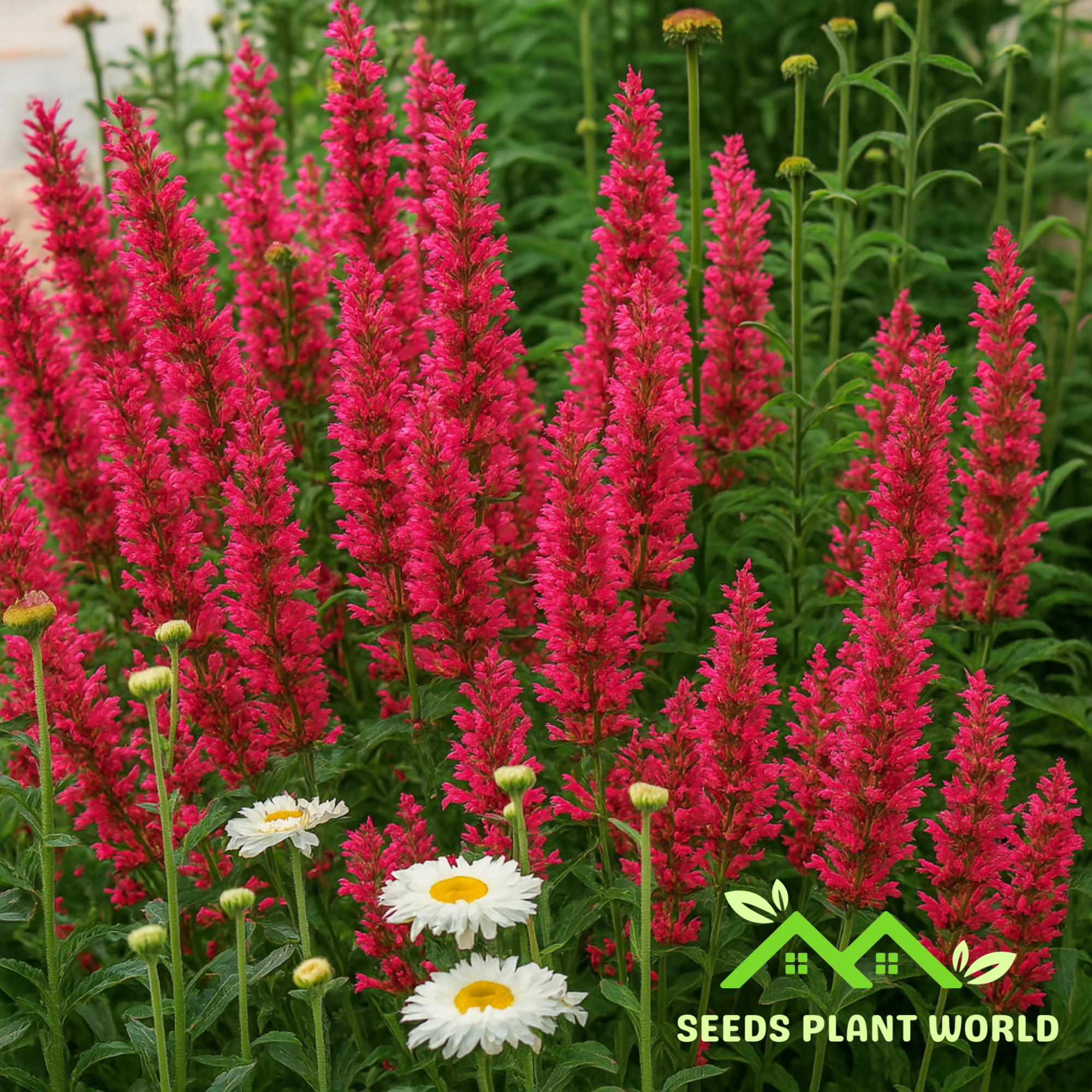 Agastche Royal Raspberry 100 Raspberry Hyssop Agastache Flower Flowers Perennial Seeds ...