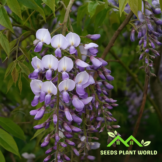 5 Kokuryu Wisteria Vine Climbing Flower Perennial Seeds