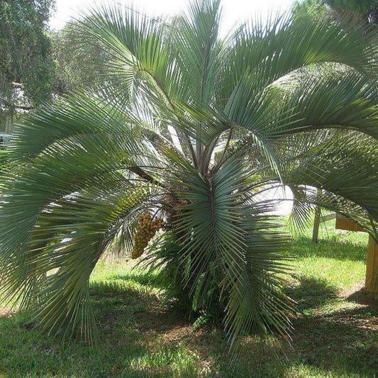 5 Butia Odoratus Cold Hardy Jelly Palm Seeds For Planting | www.seedsplantworld.com