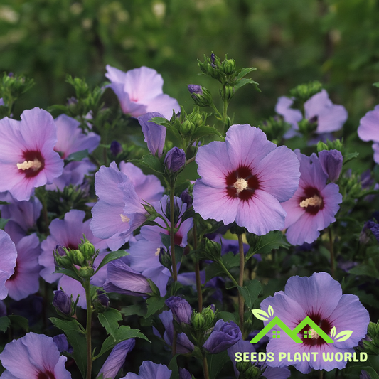 10 Hibiscus Syriacus Blue Satin Rose Of Sharon Seeds For Planting