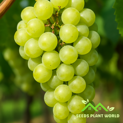 plant grapes from seed 5 Vitis Vinifera Chardonnay Wine Grape Seeds For Planting