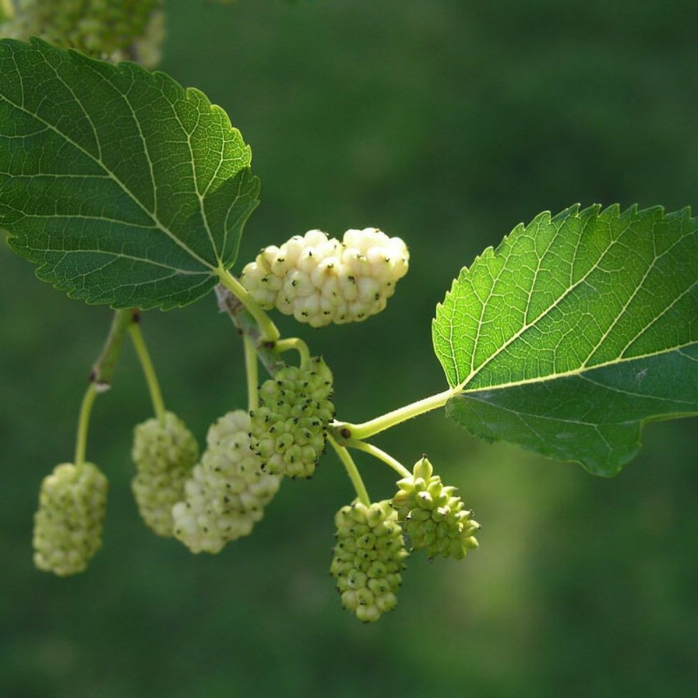 5 Morus Alba White Mulberry Fruit Tree Seeds For Planting | www.seedsplantworld.com