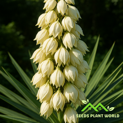 yucca flower seeds 5 Yucca Aloifolia Tree Yucca Seeds For Planting