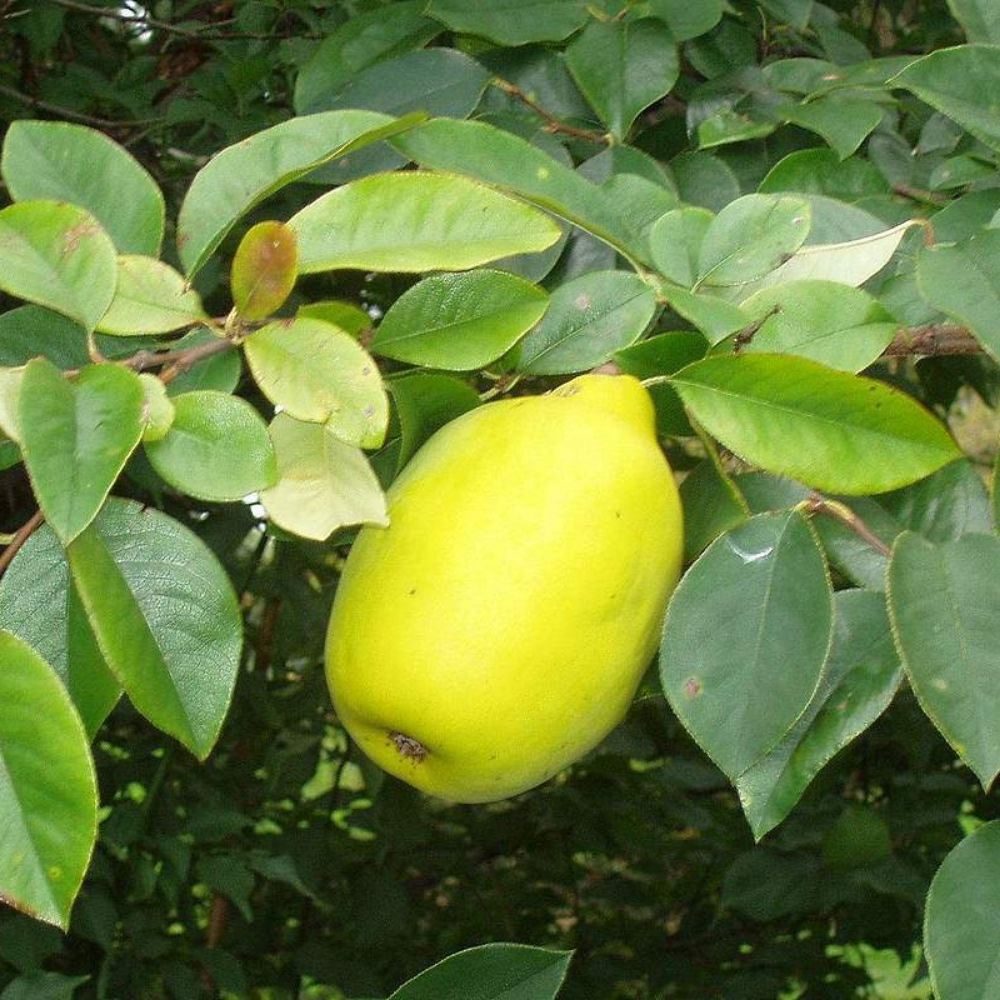 5 Pseudocydonia Sinensis Chinese Quince Tree Seeds For Planting | www.seedsplantworld.com