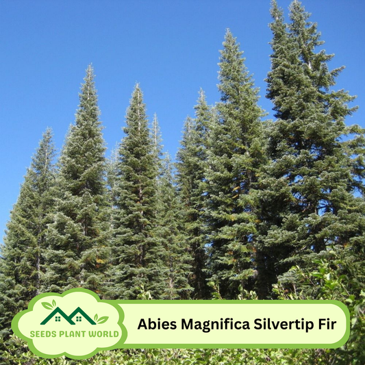 5 Abies Magnifica Silvertip Fir Tree Seeds For Planting