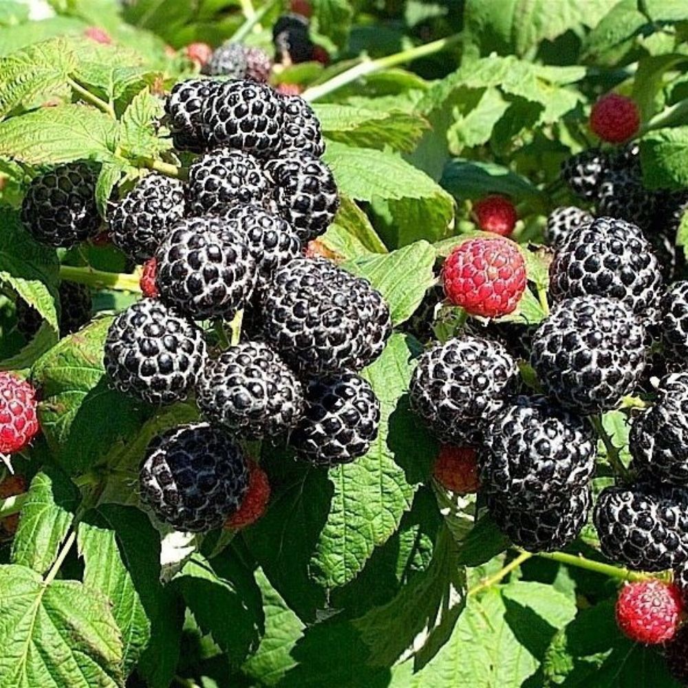 5 Rubus Occidentalis Black Raspberry Fruit Seeds For Planting | www.seedsplantworld.com