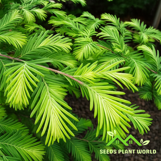 10 Metasequoia Jack Frost Variegated Dawn Redwood Seeds For Planting