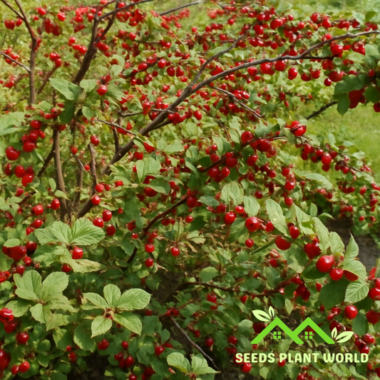 5 Prunus Tomentosa Seeds – Nanking Cherry Tree Seeds for Fast Fruiting Shrubs
