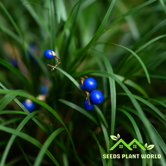 5 Ophiopogon Japonica Mondo Grass Seeds For Planting