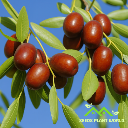 jujube plant from seed 5 Ziziphus Jujuba Jujube Fruit Seeds For Planting