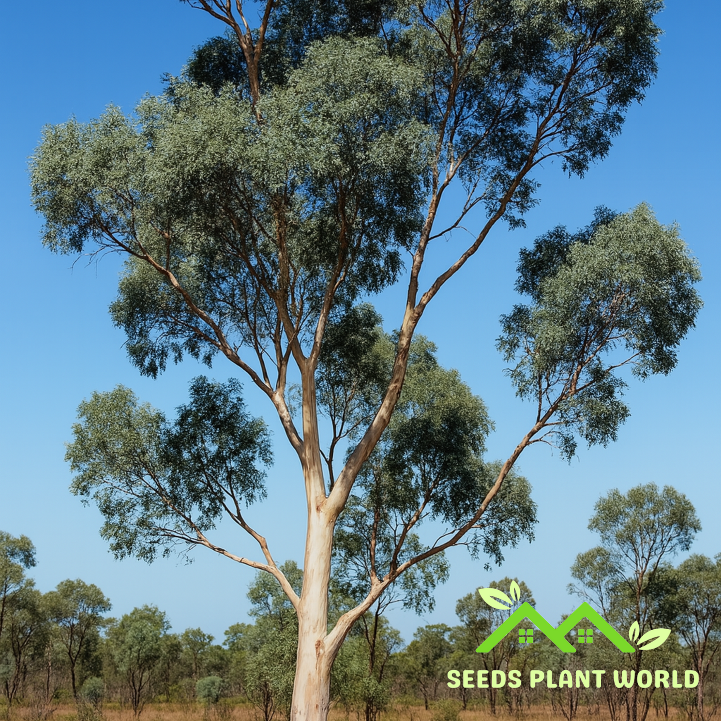 10 Eucalyptus Alba White Gum Seeds For Planting