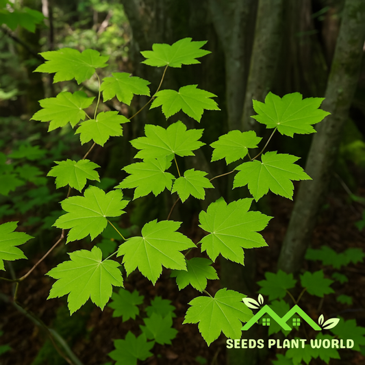 10 Acer Circinatum Vine Maple Tree Seeds For Planting