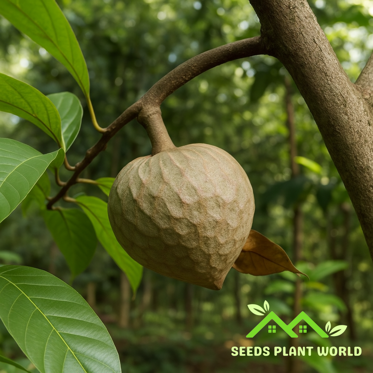 5 Annona Reticulata Custard Apple Tree Seeds For Planting