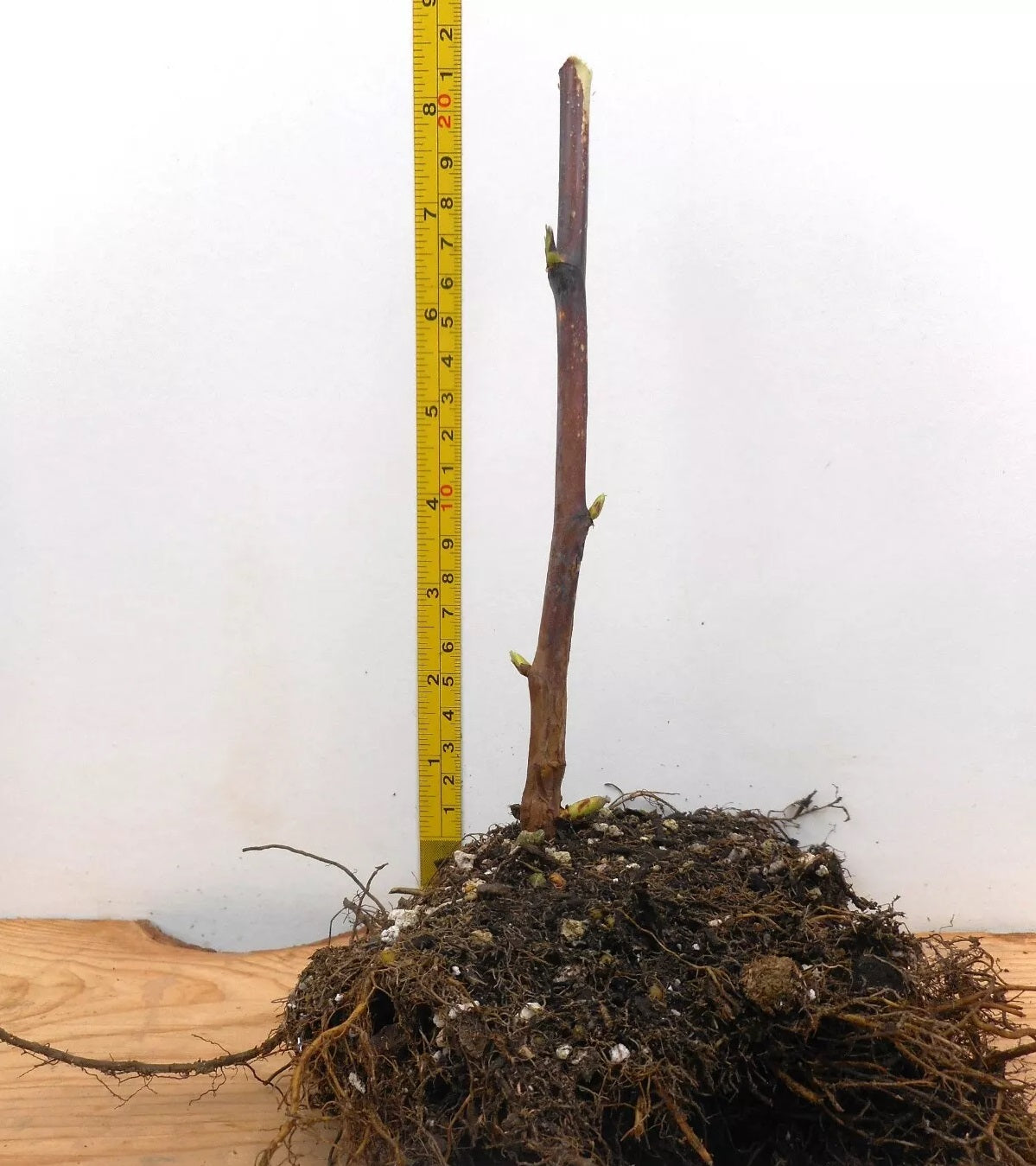 Joan J Thornless Ever Bearing Red Raspberry Canes (Semi Dormant, Semi Bare Root)