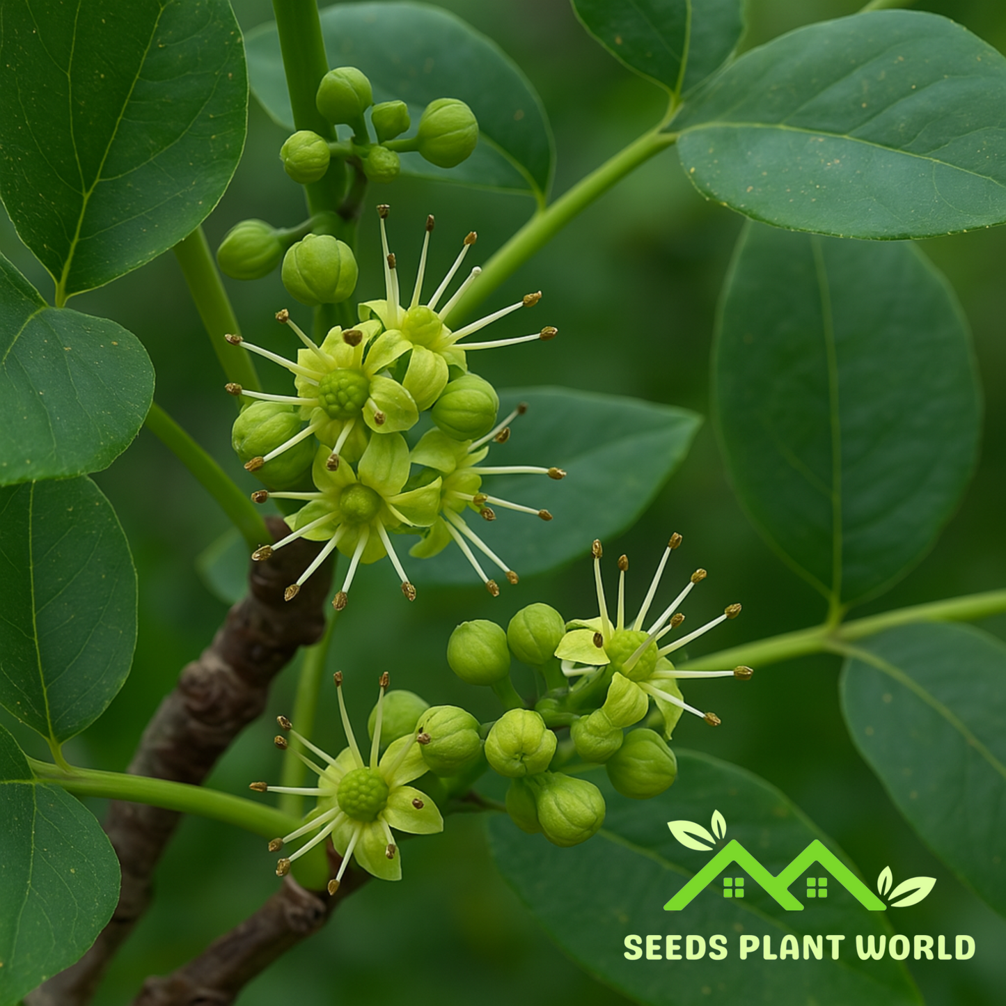 5 Phellodendron Amurense Amur Cork Tree Seeds For Planting