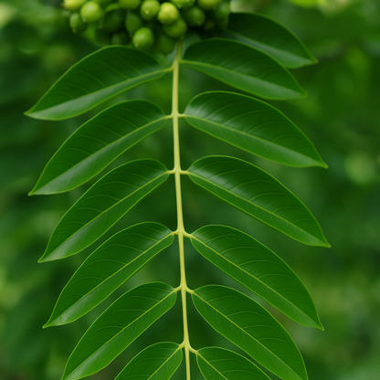 5 Phellodendron Amurense Amur Cork Tree Seeds For Planting