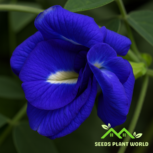 5 Clitoria Ternatea Rare Double Blue Flowers Exotic Vine Seeds For Planting