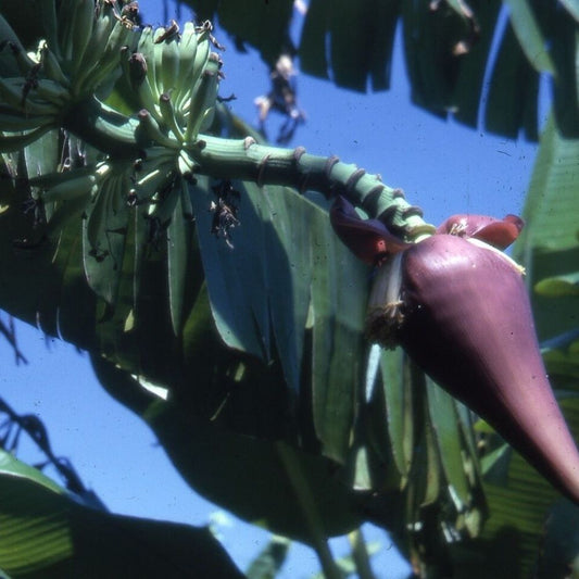 5 Musa Ochracea Rare Hardy Banana Seeds For Planting | www.seedsplantworld.com