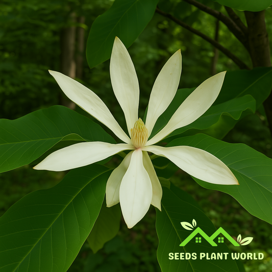 5 Magnolia Tripetala Seeds – Rare Umbrella Magnolia Tree