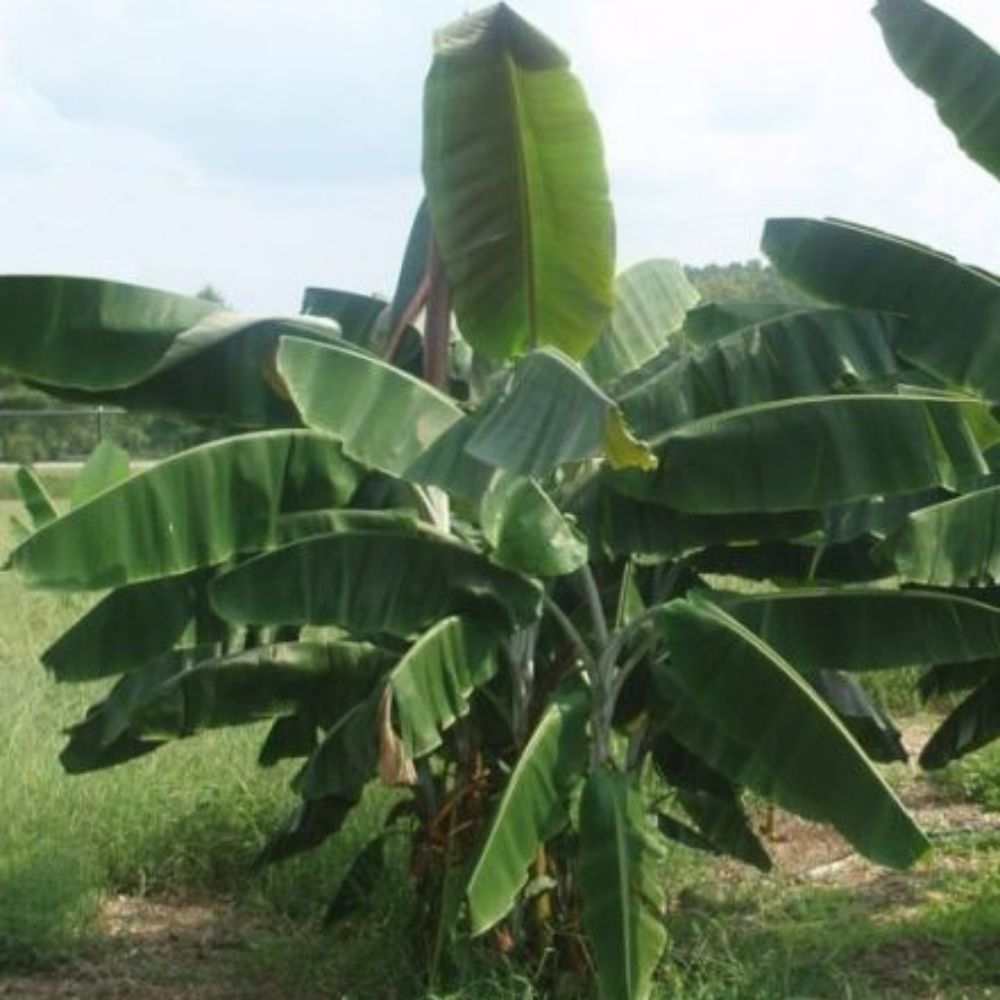 5 Musa Thomsonii Rare Hardy Banana Seeds For Planting | www.seedsplantworld.com