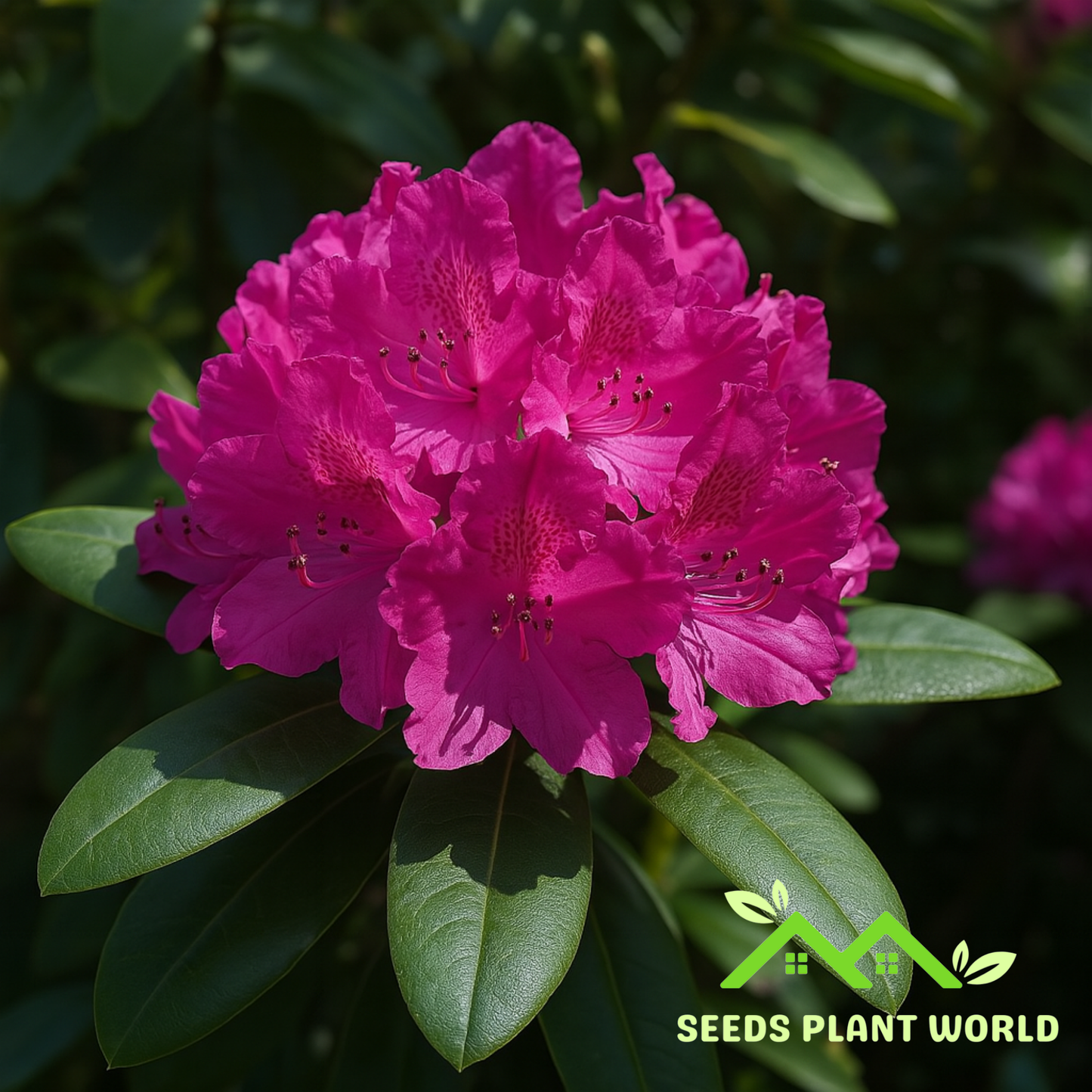 10 Rhododendron Catawbiense Catawba Rhododendron Seeds For Planting