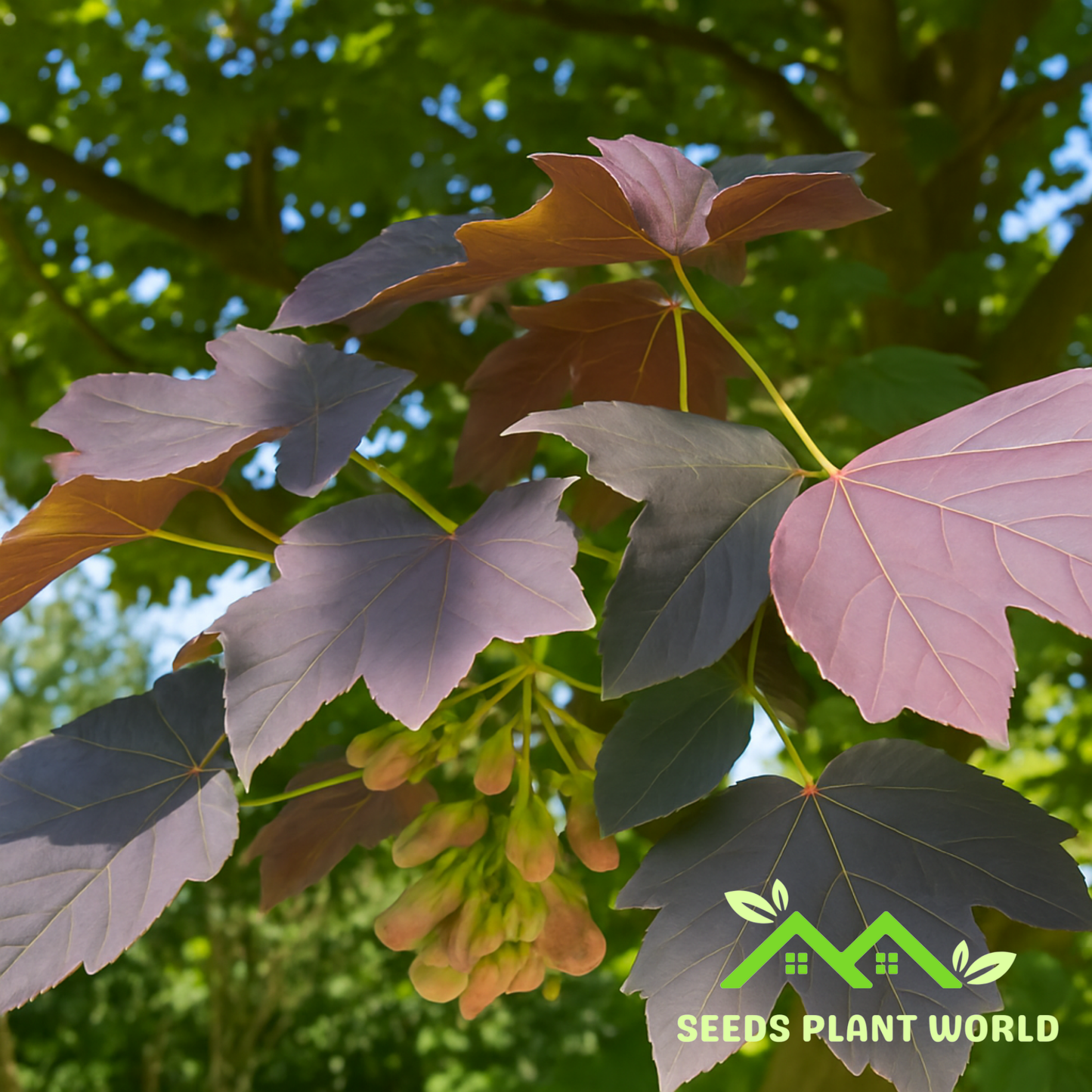 10 Acer Pseudoplatanus Purpurea Seeds – Red Leaf Sycamore Maple Tree