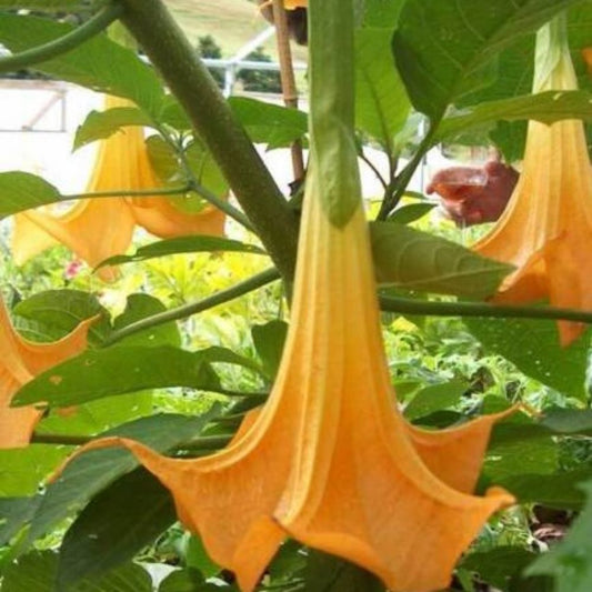 5 Brugmansia Suaveolens Orange Angels Trumpet Seeds For Planting | www.seedsplantworld.com