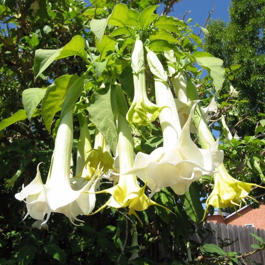 5 Brugmansia Suaveolens White Angels Trumpet Seeds For Planting | www.seedsplantworld.com